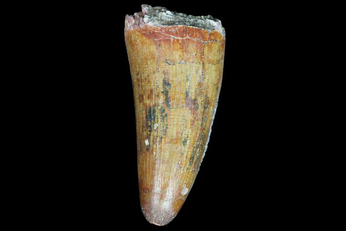 Fossil Crocodile (Elosuchus) Tooth - Morocco #81021